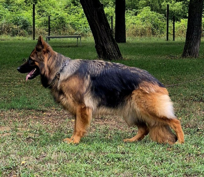 Taîssa du domaine de Locus