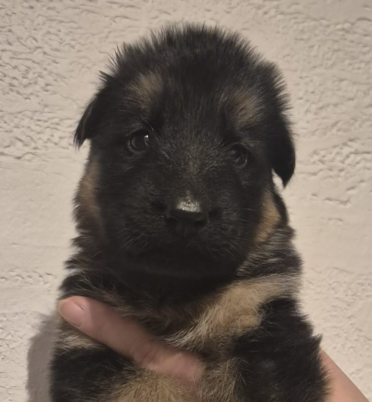 Du Royaume De Flasch - Chiots disponibles - Berger Allemand Poil Long