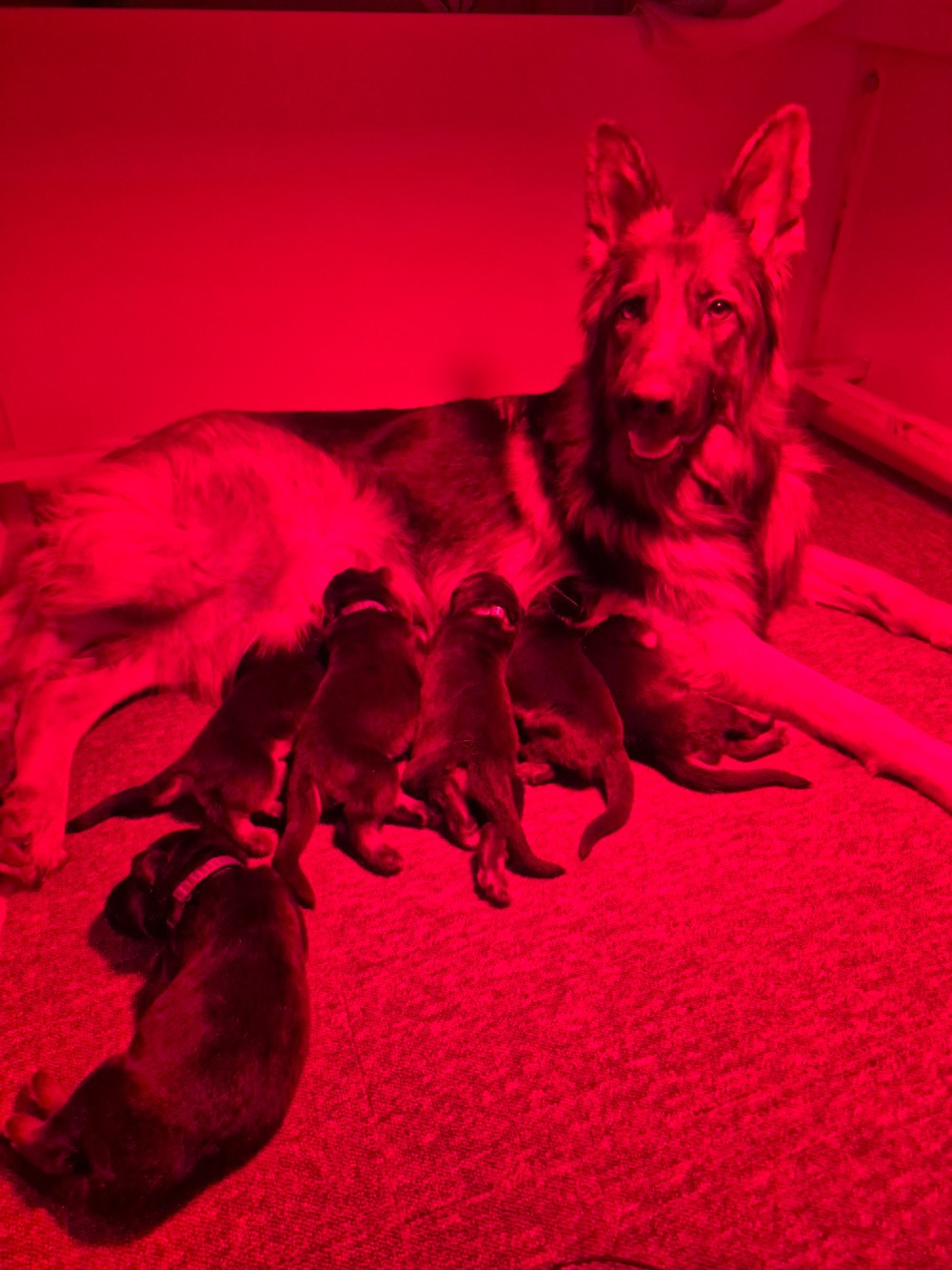Chiot Berger Allemand Poil Long Du Royaume De Flasch