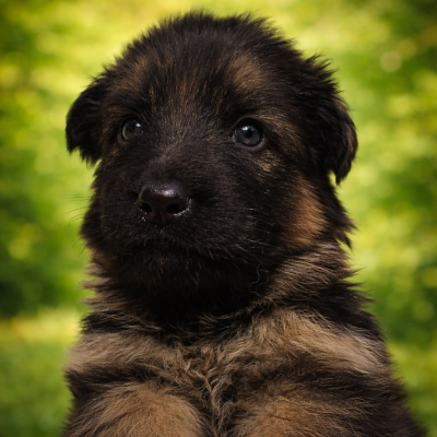 CHIOT 2 collier vert