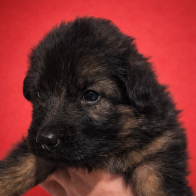 CHIOT 3 collier rouge