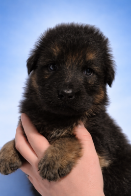 CHIOT 5 collier bleu